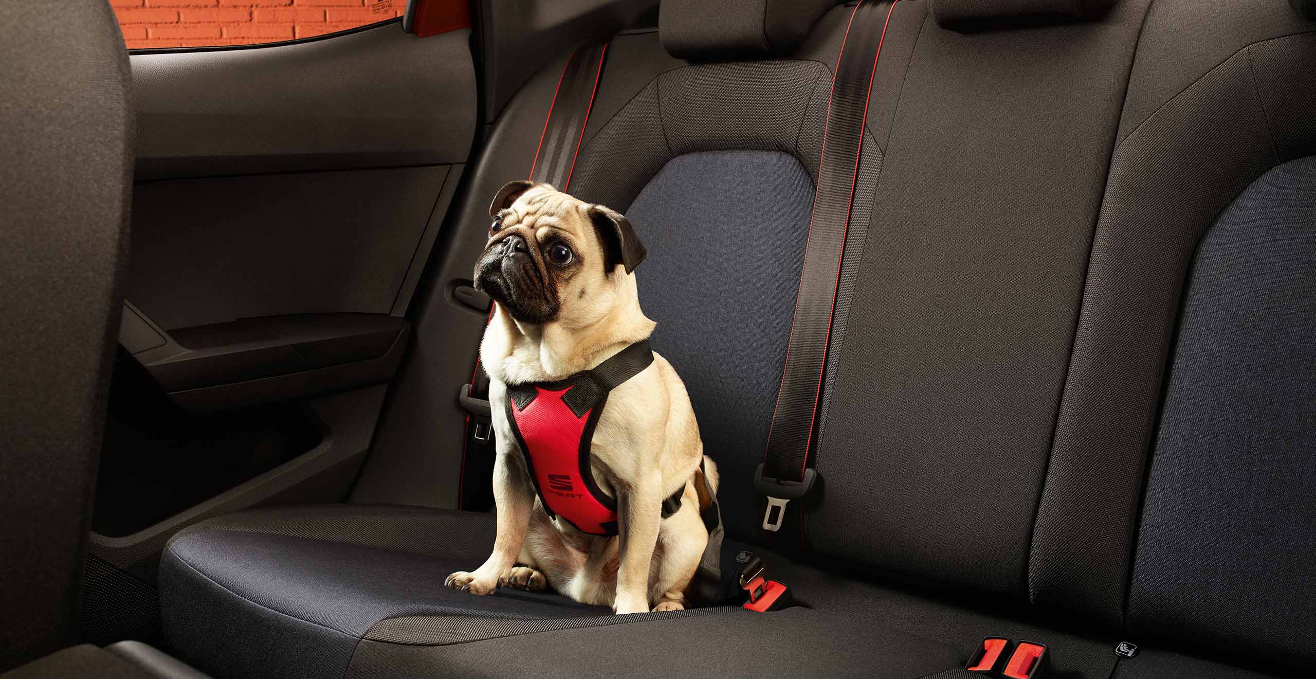 Hund i baksätet på en SEAT Ibiza med hundsele 
